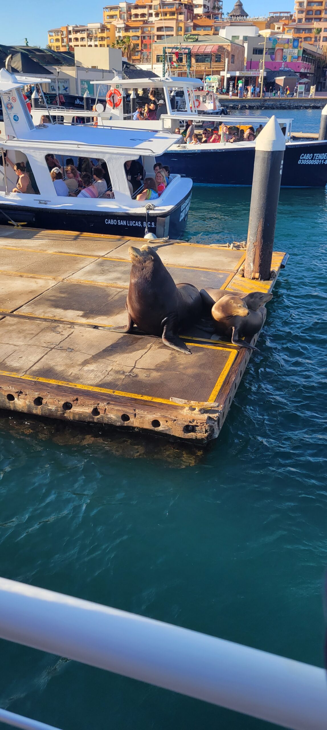 Sea Lions sun bathing in Cabo!